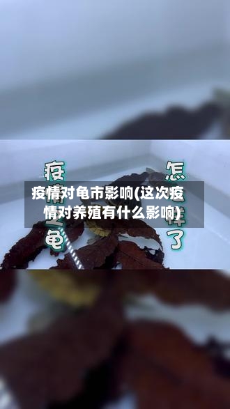 疫情对龟市影响(这次疫情对养殖有什么影响)-第1张图片