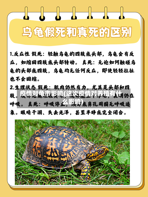 疫情对龟市影响(这次疫情对养殖有什么影响)-第2张图片