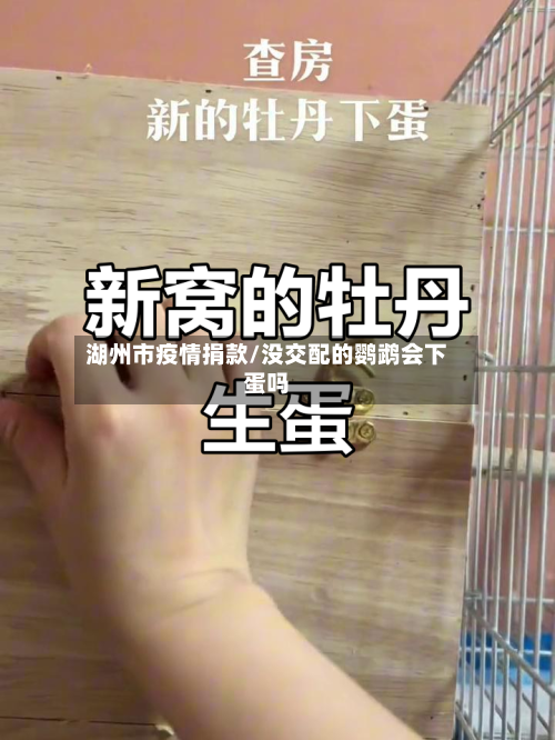 湖州市疫情捐款/没交配的鹦鹉会下蛋吗-第1张图片