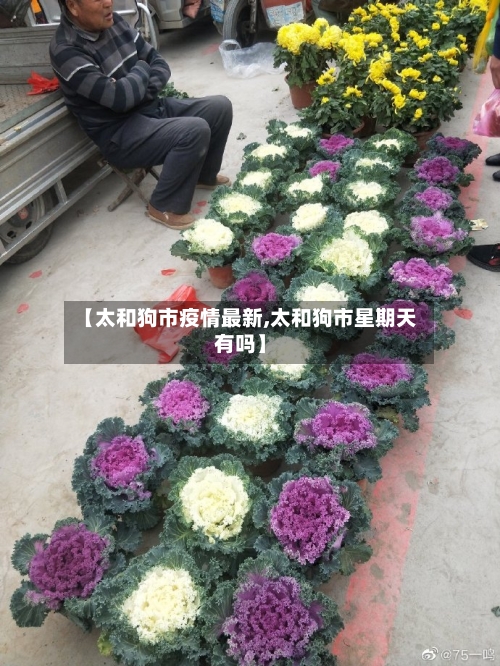【太和狗市疫情最新,太和狗市星期天有吗】-第3张图片