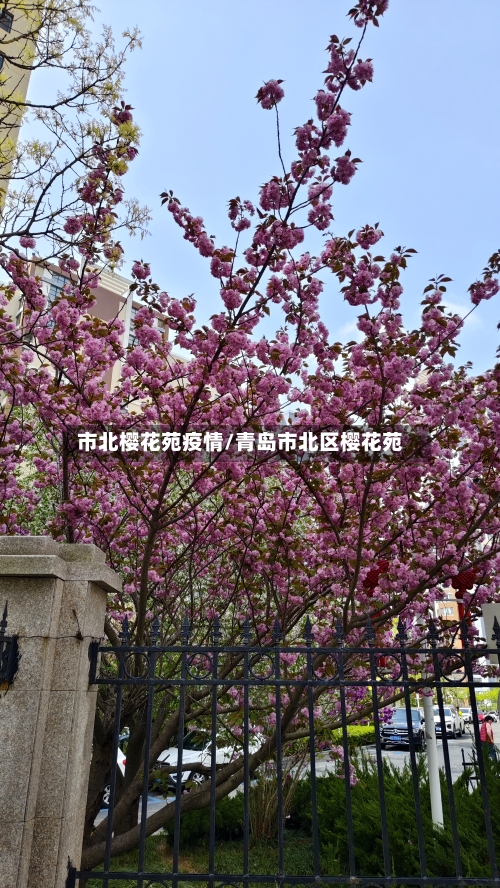 市北樱花苑疫情/青岛市北区樱花苑-第1张图片