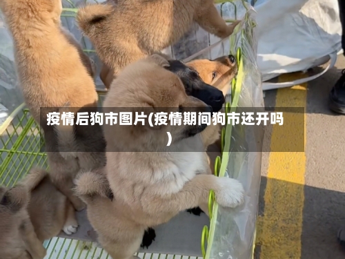 疫情后狗市图片(疫情期间狗市还开吗)-第1张图片
