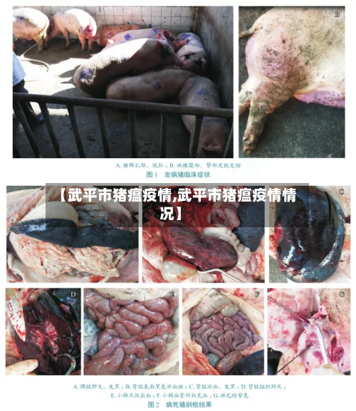 【武平市猪瘟疫情,武平市猪瘟疫情情况】-第1张图片