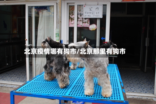 北京疫情哪有狗市/北京那里有狗市-第1张图片