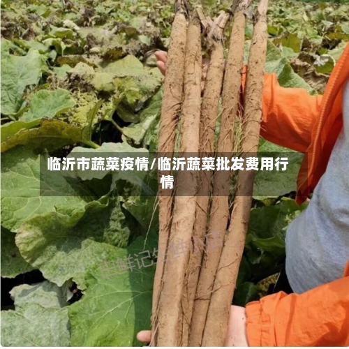 临沂市蔬菜疫情/临沂蔬菜批发费用行情-第1张图片