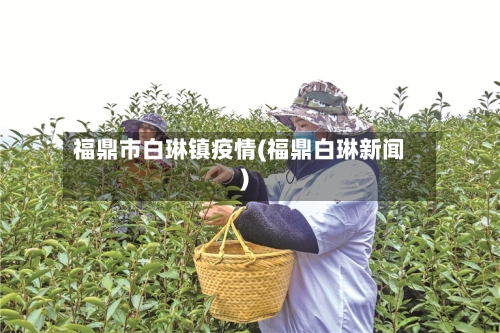 福鼎市白琳镇疫情(福鼎白琳新闻)-第1张图片